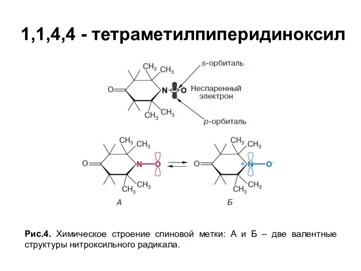 1,1,4,4 - тетраметилпиперидиноксил Рис.4. Химическое строение спиновой метки: А и Б