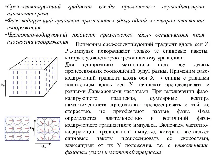 Срез-селектирующий градиент всегда применяется перпендикулярно плоскости среза. Фазо-кодирующий градиент применяется вдоль