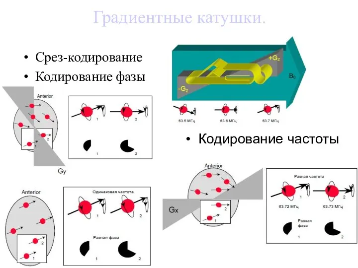 Градиентные катушки. Срез-кодирование Кодирование фазы Кодирование частоты