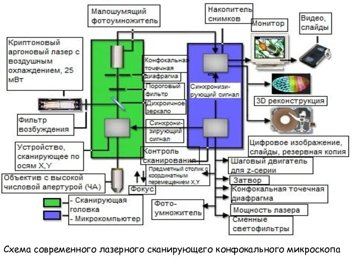 Схема современного лазерного сканирующего конфокального микроскопа