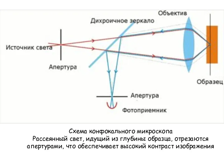 Cхема конфокального микроскопа Рассеянный свет, идущий из глубины образца, отрезаются апертурами, что обеспечивает высокий контраст изображения