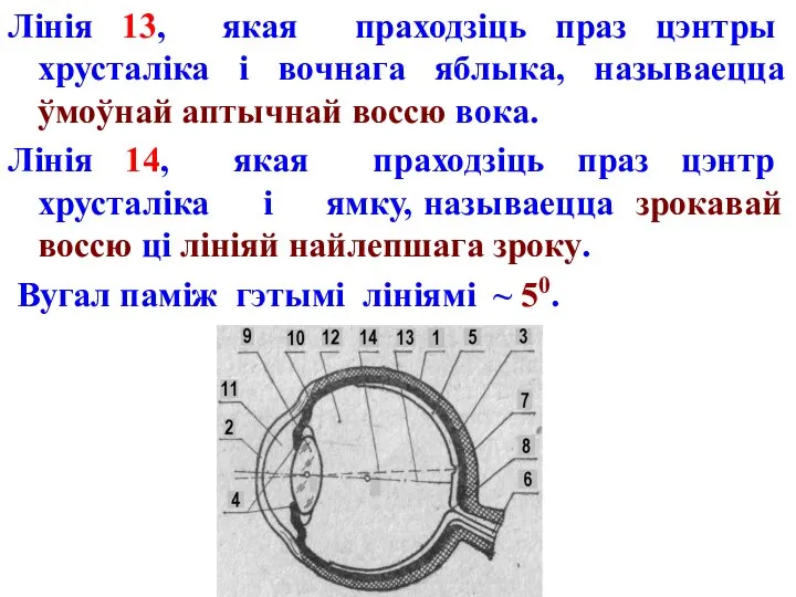 Лінія 13, якая праходзіць праз цэнтры хрусталіка і вочнага яблыка, называецца