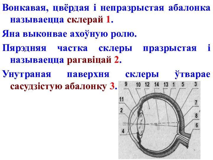 Вонкавая, цвёрдая і непразрыстая абалонка называецца склерай 1. Яна выконвае ахоўную