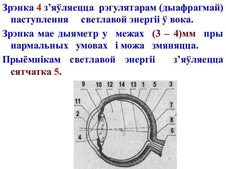 Зрэнка 4 з’яўляецца рэгулятарам (дыафрагмай) паступлення светлавой энергіі ў вока. Зрэнка