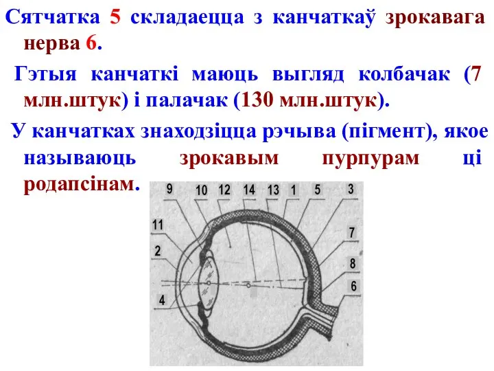 Сятчатка 5 складаецца з канчаткаў зрокавага нерва 6. Гэтыя канчаткі маюць