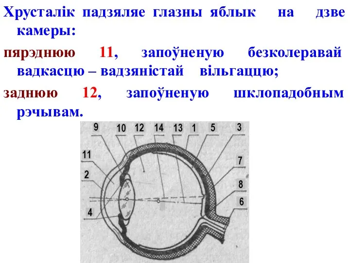 Хрусталік падзяляе глазны яблык на дзве камеры: пярэднюю 11, запоўненую безколеравай