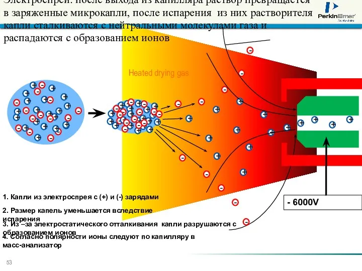 Электроспрей: после выхода из капилляра раствор превращается в заряженные микрокапли, после