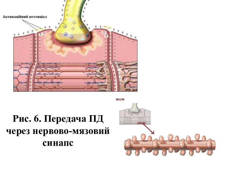 Рис. 6. Передача ПД через нервово-мязовий синапс