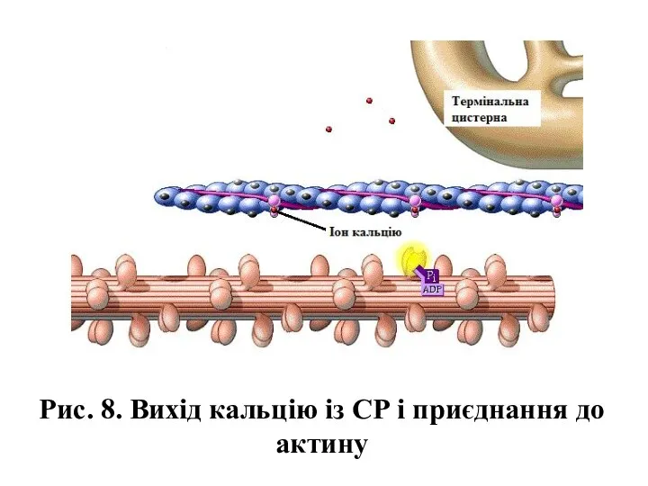 Рис. 8. Вихід кальцію із СР і приєднання до актину