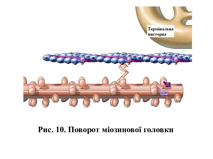 Рис. 10. Поворот міозинової головки