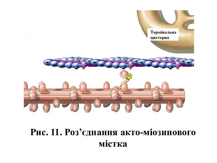 Рис. 11. Роз’єднання акто-міозинового містка