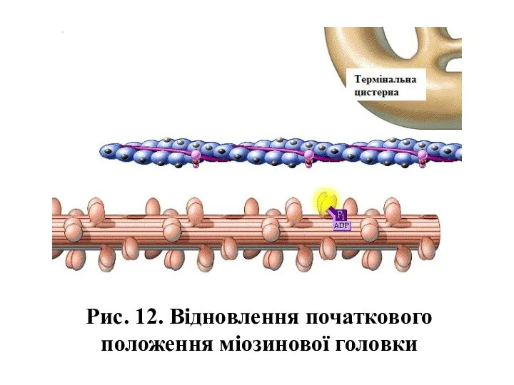 Рис. 12. Відновлення початкового положення міозинової головки