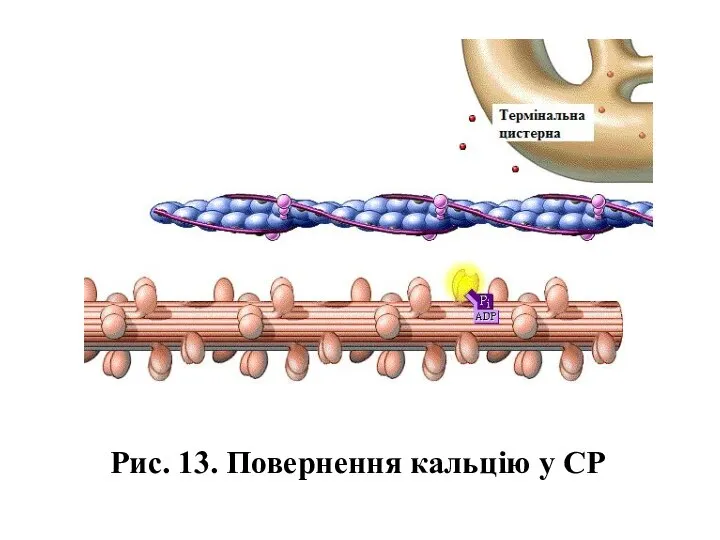 Рис. 13. Повернення кальцію у СР