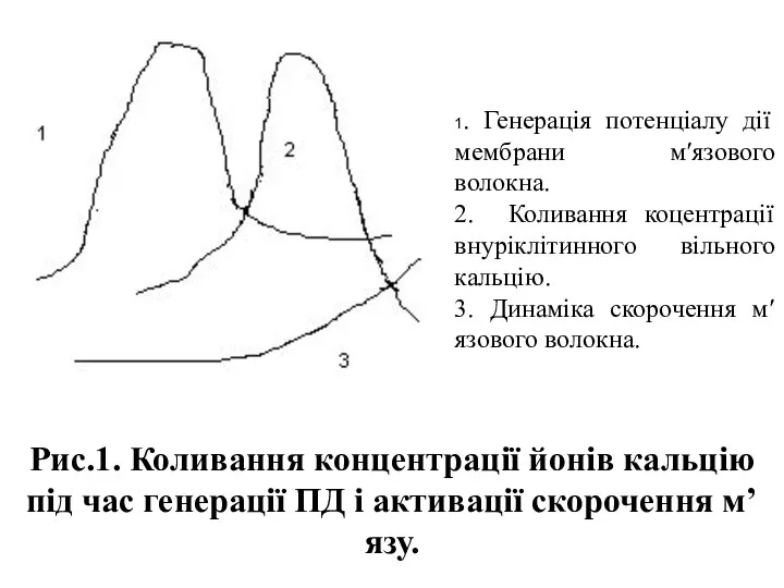 Рис.1. Коливання концентрації йонів кальцію під час генерації ПД і активації