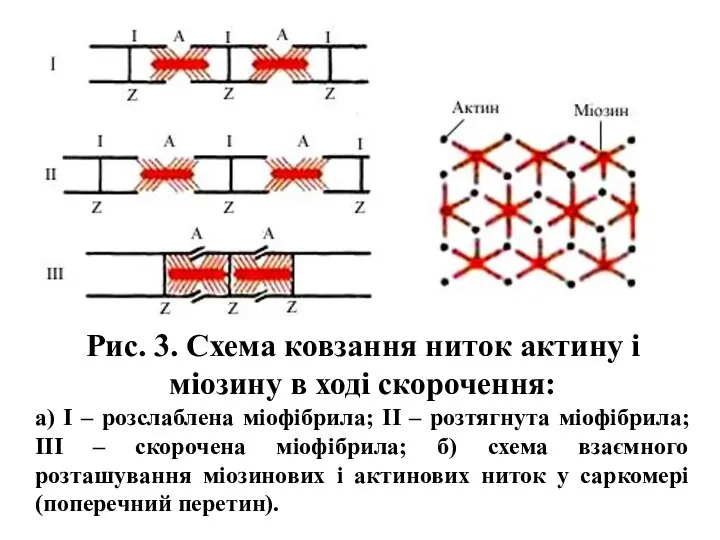 Рис. 3. Схема ковзання ниток актину і міозину в ході скорочення: