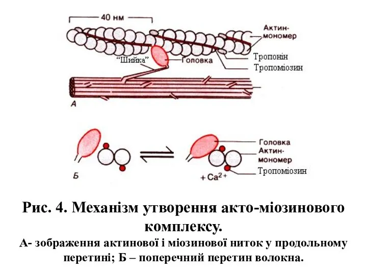 Рис. 4. Механізм утворення акто-міозинового комплексу. А- зображення актинової і міозинової