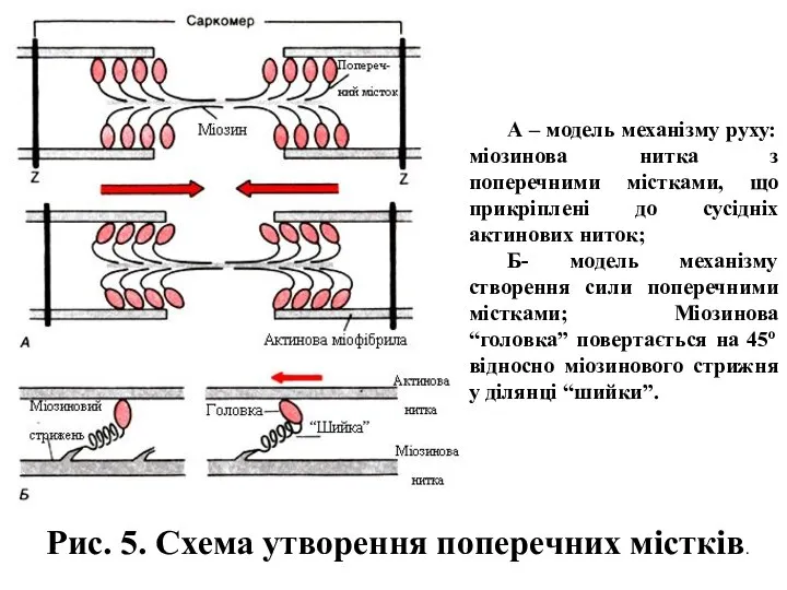 А – модель механізму руху: міозинова нитка з поперечними містками, що