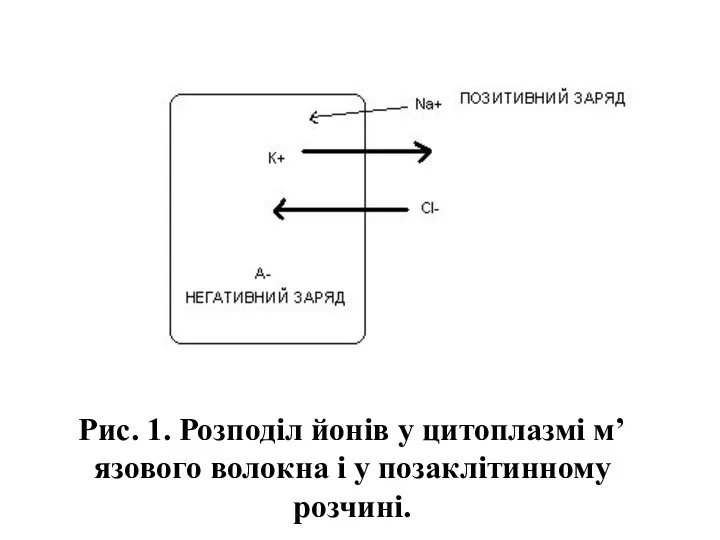 Рис. 1. Розподіл йонів у цитоплазмі м’язового волокна і у позаклітинному розчині.