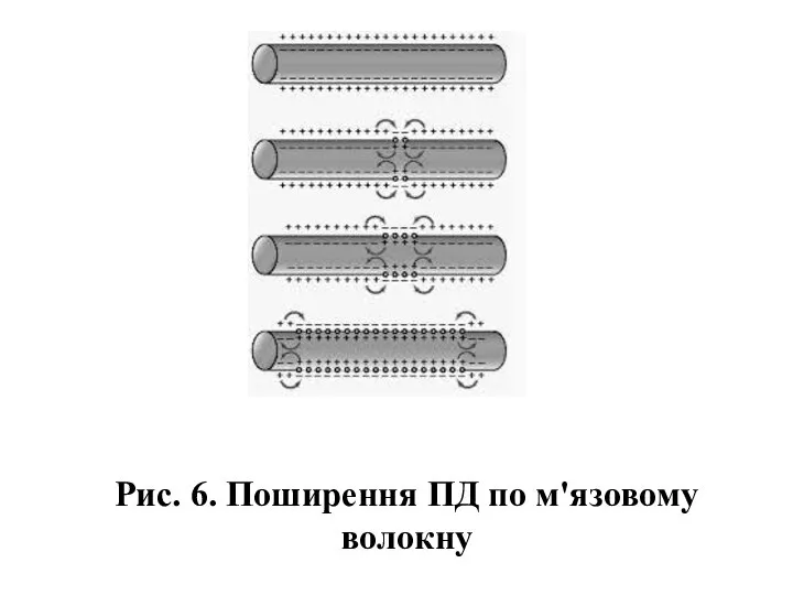 Рис. 6. Поширення ПД по м'язовому волокну