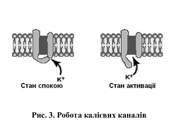 Рис. 3. Робота калієвих каналів