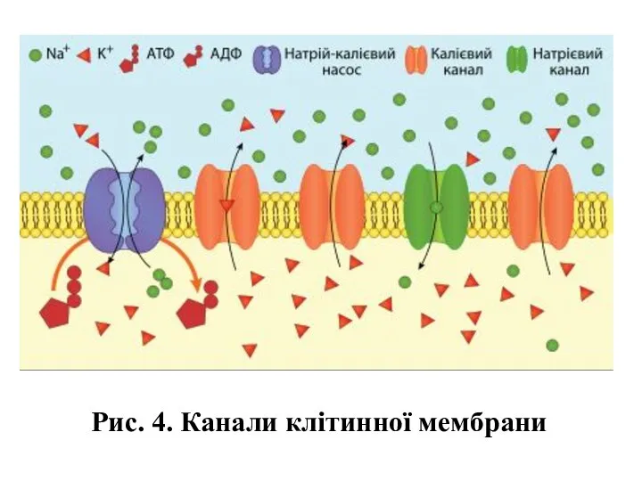 Рис. 4. Канали клітинної мембрани