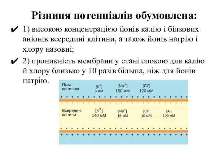 Різниця потенціалів обумовлена: 1) високою концентрацією йонів калію і білкових аніонів