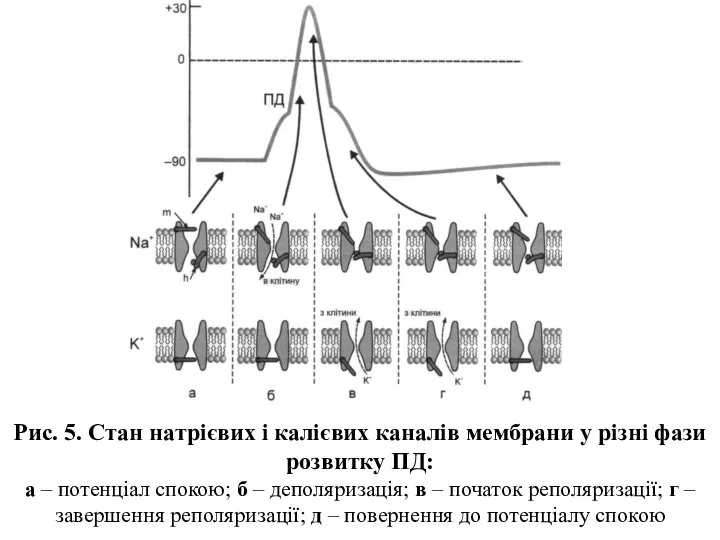 Рис. 5. Стан натрієвих і калієвих каналів мембрани у різні фази