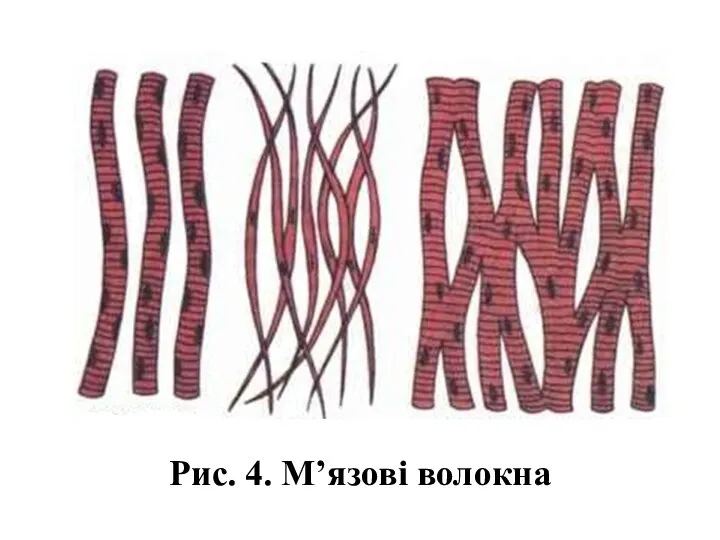 Рис. 4. М’язові волокна