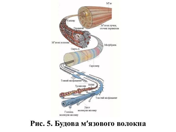 Рис. 5. Будова м′язового волокна