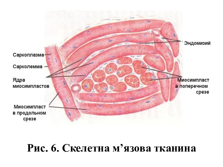 Рис. 6. Скелетна м’язова тканина