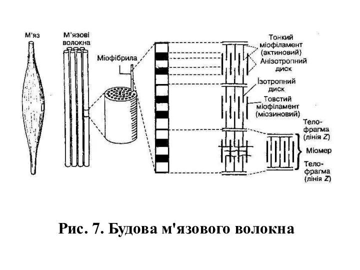 Рис. 7. Будова м'язового волокна