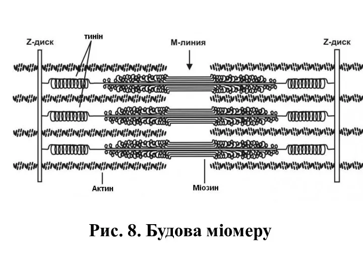 Рис. 8. Будова міомеру
