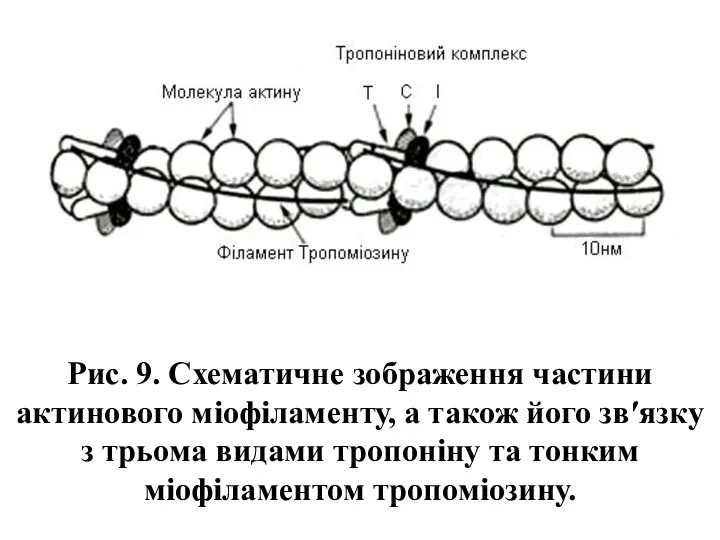 Рис. 9. Схематичне зображення частини актинового міофіламенту, а також його зв′язку