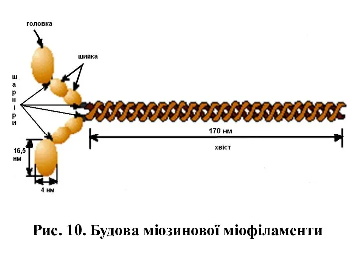 Рис. 10. Будова міозинової міофіламенти