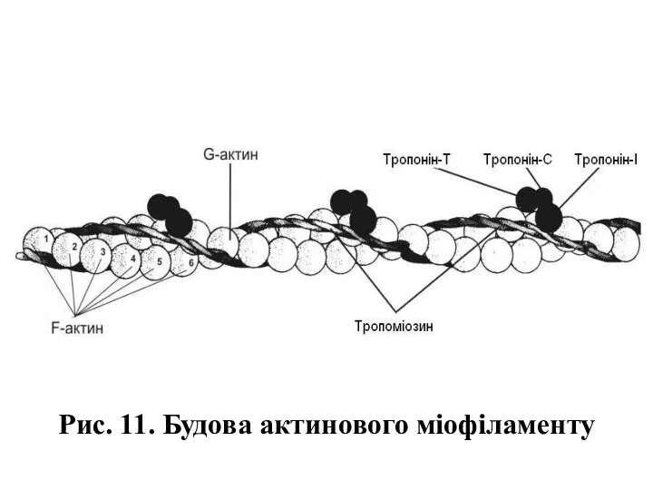 Рис. 11. Будова актинового міофіламенту