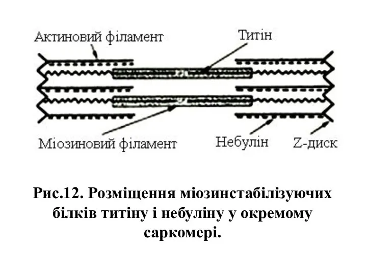 Рис.12. Розміщення міозинстабілізуючих білків титіну і небуліну у окремому саркомері.