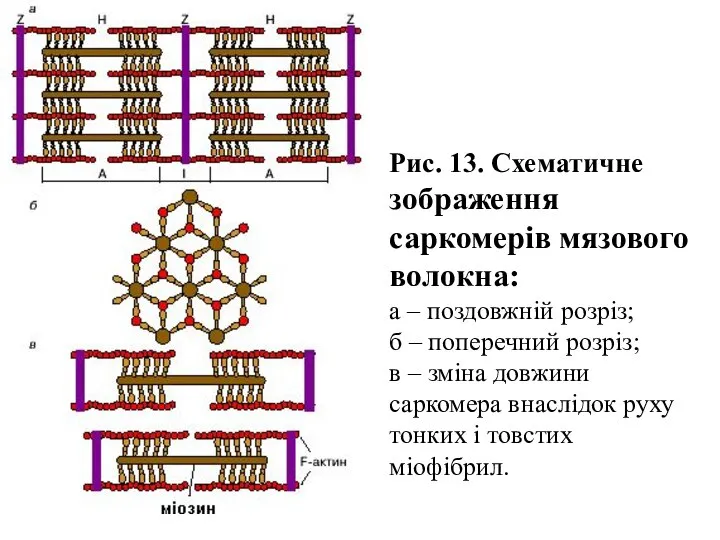 Рис. 13. Схематичне зображення саркомерів мязового волокна: а – поздовжній розріз;