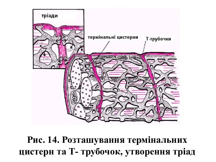 Рис. 14. Розташування термінальних цистерн та Т- трубочок, утворення тріад