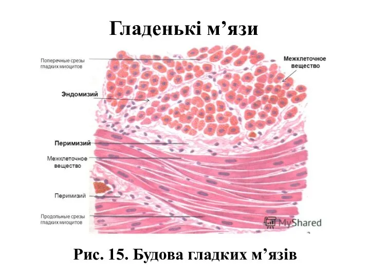 Гладенькі м’язи Рис. 15. Будова гладких м’язів