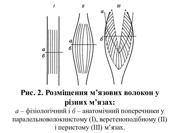 Рис. 2. Розміщення м’язових волокон у різних м’язах: а – фізіологічний