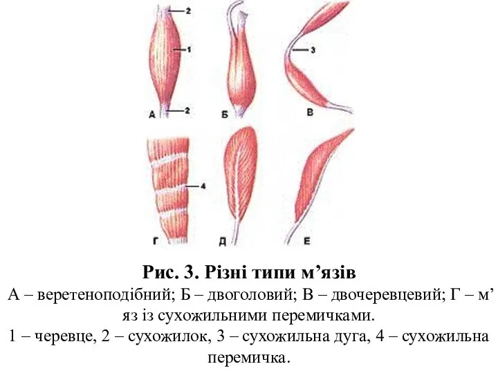Рис. 3. Різні типи м’язів А – веретеноподібний; Б – двоголовий;
