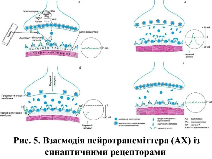 Рис. 5. Взаємодія нейротрансміттера (АХ) із синаптичними рецепторами