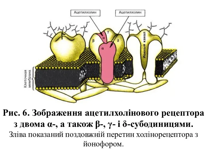 Рис. 6. Зображення ацетилхолінового рецептора з двома α-, а також β-,