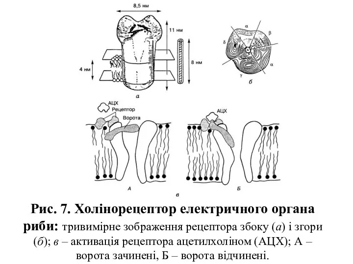 Рис. 7. Холінорецептор електричного органа риби: тривимірне зображення рецептора збоку (а)