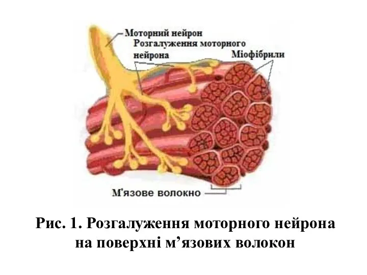 Рис. 1. Розгалуження моторного нейрона на поверхні м’язових волокон