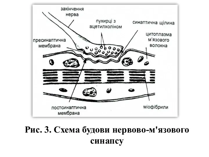 Рис. 3. Схема будови нервово-м'язового синапсу