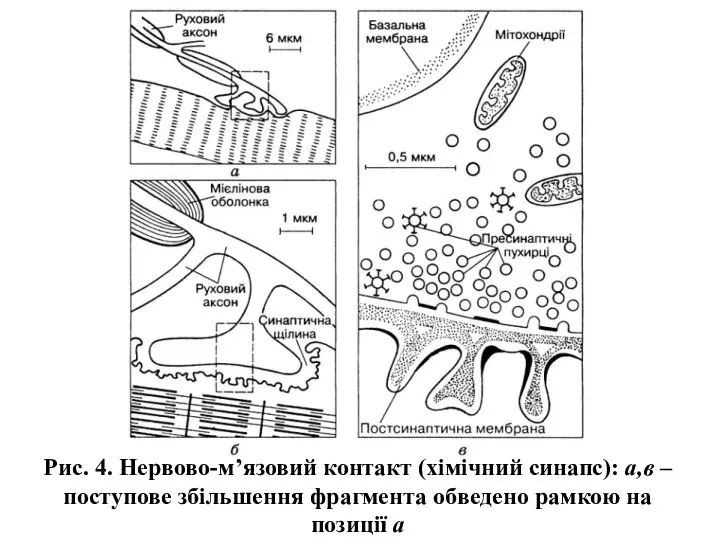 Рис. 4. Нервово-м’язовий контакт (хімічний синапс): а,в – поступове збільшення фрагмента обведено рамкою на позиції а