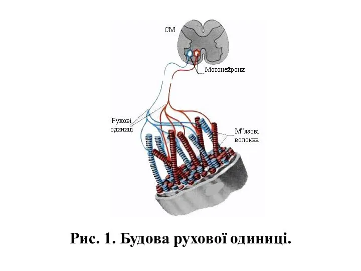 Рис. 1. Будова рухової одиниці.