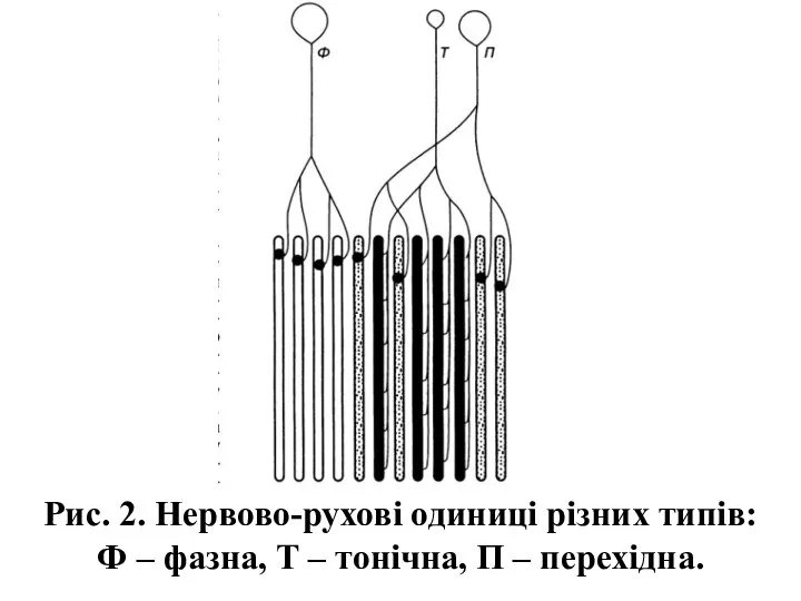 Рис. 2. Нервово-рухові одиниці різних типів: Ф – фазна, Т – тонічна, П – перехідна.