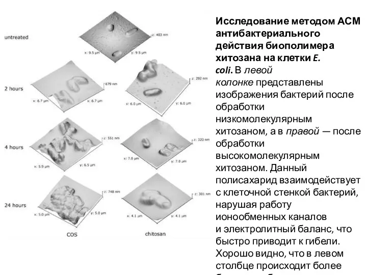 Исследование методом АСМ антибактериального действия биополимера хитозана на клетки E. coli.